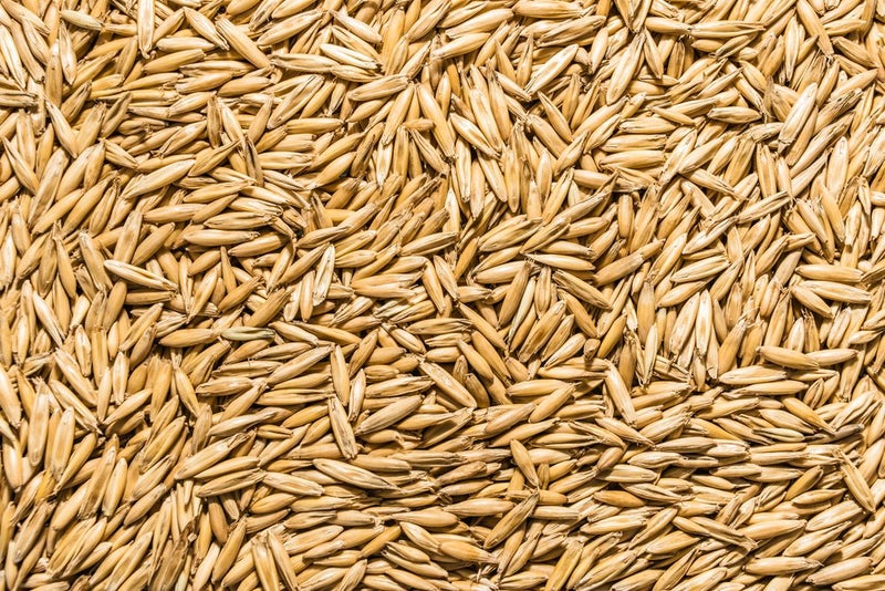 Thunder Acres Non GMO, Certified Organic, Oat Seed (1 lb.) - Image 1